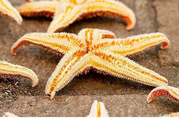 海星可以吃嗎 海星有什么營(yíng)養(yǎng)價(jià)值呢