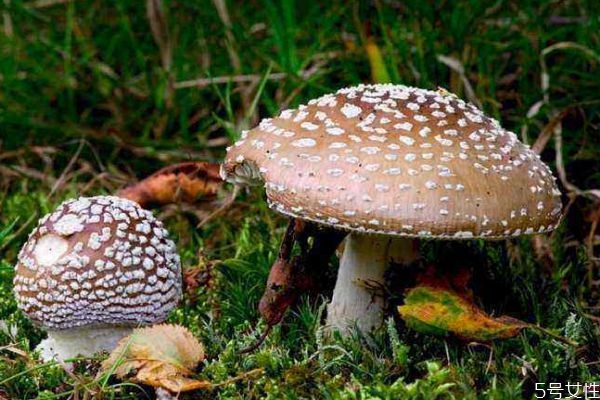 什么樣的蘑菇有毒呢 怎么樣分辨毒蘑菇呢 什么樣的蘑菇有毒呢 怎么樣分辨毒蘑菇呢