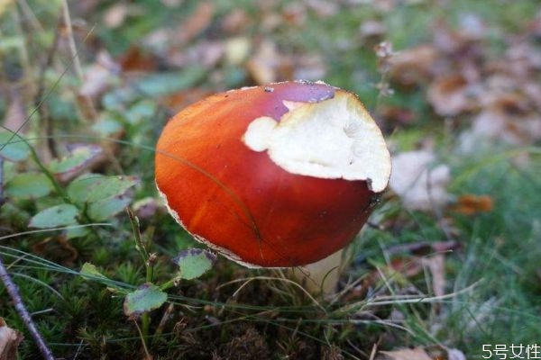 什么樣的蘑菇有毒呢 怎么樣分辨毒蘑菇呢 什么樣的蘑菇有毒呢 怎么樣分辨毒蘑菇呢