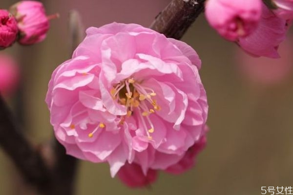 榆葉梅是一種什么植物呢 榆葉梅有什么作用呢 榆葉梅是一種什么植物呢 榆葉梅有什么作用呢