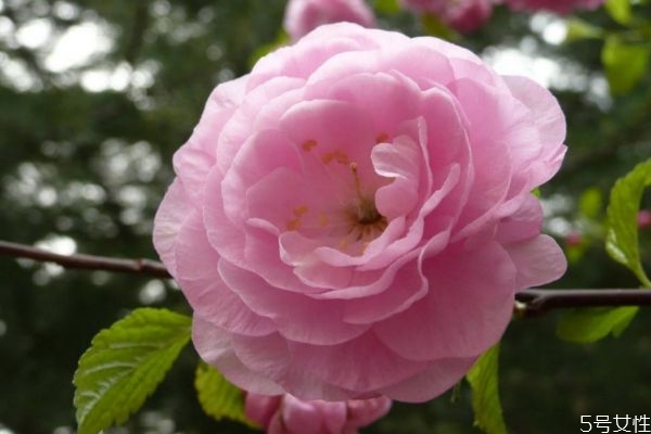 榆葉梅的花語(yǔ)什么呢 榆葉梅的種植需要注意什么呢 榆葉梅的花語(yǔ)什么呢 榆葉梅的種植需要注意什么呢