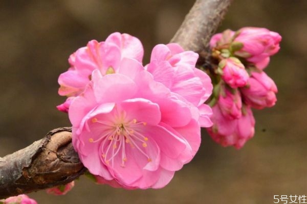 榆葉梅的花語(yǔ)什么呢 榆葉梅的種植需要注意什么呢 榆葉梅的花語(yǔ)什么呢 榆葉梅的種植需要注意什么呢