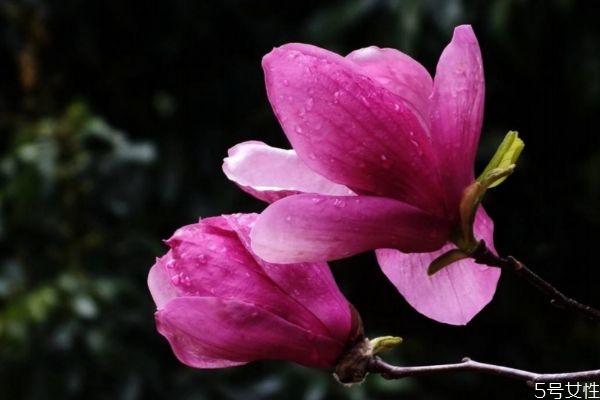 紫玉蘭是一種什么植物呢 紫玉蘭有什么作用呢 紫玉蘭是一種什么植物呢 紫玉蘭有什么作用呢