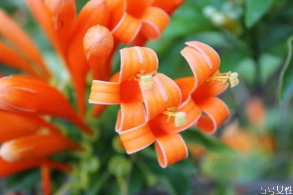 炮仗花的花語是什么呢 炮仗花的種植需要注意什么呢 炮仗花的花語是什么呢 炮仗花的種植需要注意什么呢