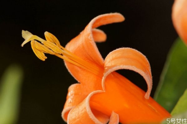 炮仗花的花語是什么呢 炮仗花的種植需要注意什么呢 炮仗花的花語是什么呢 炮仗花的種植需要注意什么呢