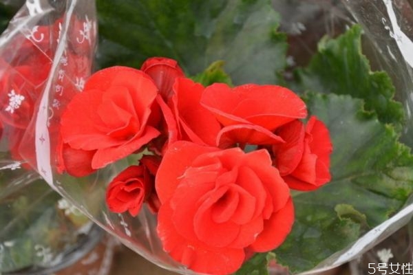 麗格海棠的花語是什么呢 麗格海棠有有毒嗎 麗格海棠的花語是什么呢 麗格海棠有有毒嗎