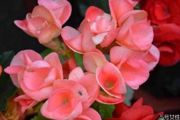 麗格海棠的花語是什么呢 麗格海棠有有毒嗎 麗格海棠的花語是什么呢 麗格海棠有有毒嗎