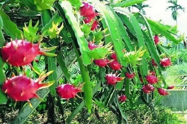 香蕉和火龍果哪個通便好 香蕉和火龍果哪個更助消化