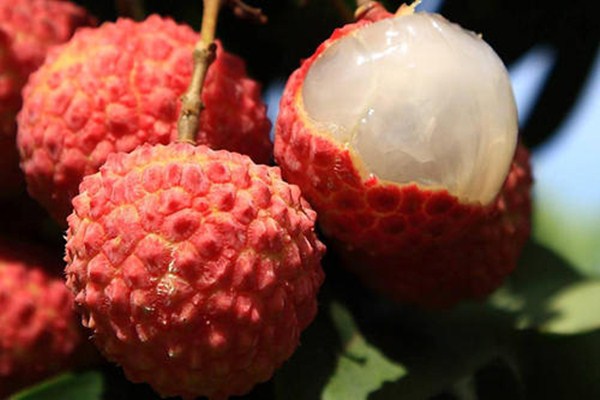 荔枝熱量是多少 荔枝糖粉高嗎 荔枝熱量是多少 荔枝糖粉高嗎