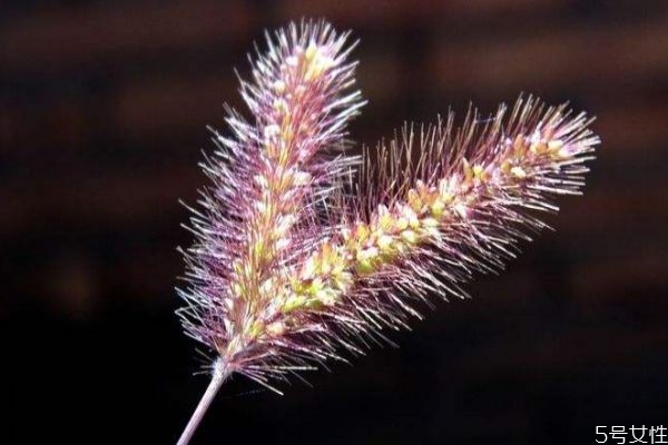 貓尾草是一種什么植物呢 貓尾草的作用有什么呢 貓尾草是一種什么植物呢 貓尾草的作用有什么呢