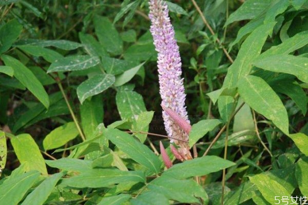 貓尾草是一種什么植物呢 貓尾草的作用有什么呢 貓尾草是一種什么植物呢 貓尾草的作用有什么呢