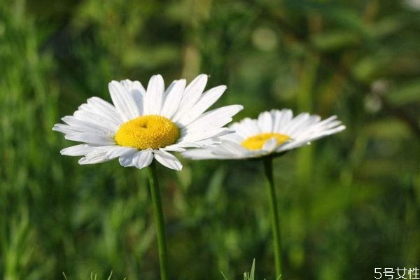 什么是白晶菊呢 白晶菊有什么作用呢 什么是白晶菊呢 白晶菊有什么作用呢