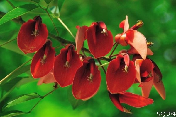 刺桐是一種什么植物呢 刺桐有什么作用呢 刺桐是一種什么植物呢 刺桐有什么作用呢