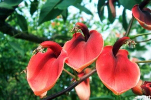 刺桐是一種什么植物呢 刺桐有什么作用呢 刺桐是一種什么植物呢 刺桐有什么作用呢