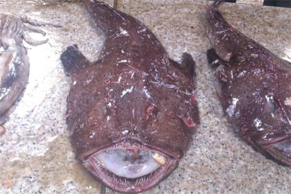 安康魚哪里有毒 安康魚哪個部位不能吃 安康魚哪里有毒 安康魚哪個部位不能吃