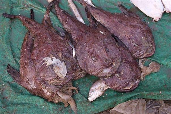 安康魚哪里有毒 安康魚哪個部位不能吃 安康魚哪里有毒 安康魚哪個部位不能吃