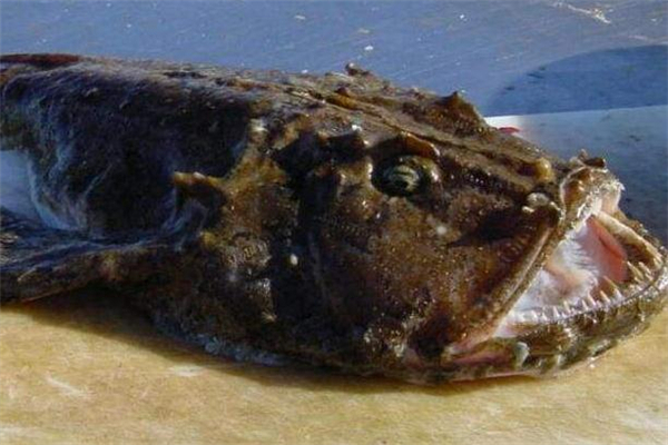 安康魚(yú)什么人不能吃 嬰兒能吃安康魚(yú)嗎 安康魚(yú)什么人不能吃 嬰兒能吃安康魚(yú)嗎