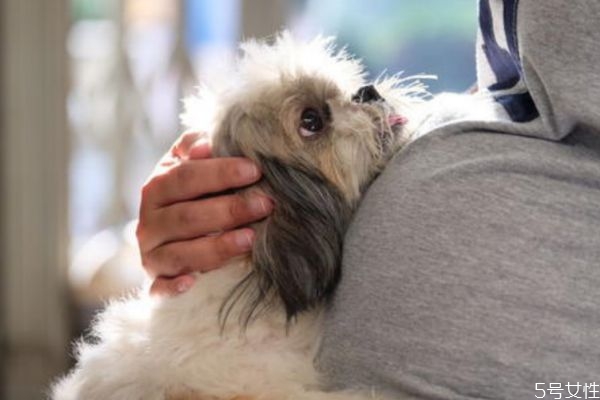 懷孕可以養(yǎng)兔子嗎 懷孕可以養(yǎng)寵物嗎 懷孕可以養(yǎng)兔子嗎 懷孕可以養(yǎng)寵物嗎