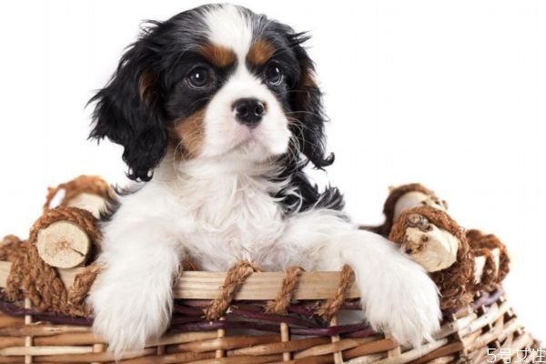 懷孕可以養(yǎng)兔子嗎 懷孕可以養(yǎng)寵物嗎 懷孕可以養(yǎng)兔子嗎 懷孕可以養(yǎng)寵物嗎