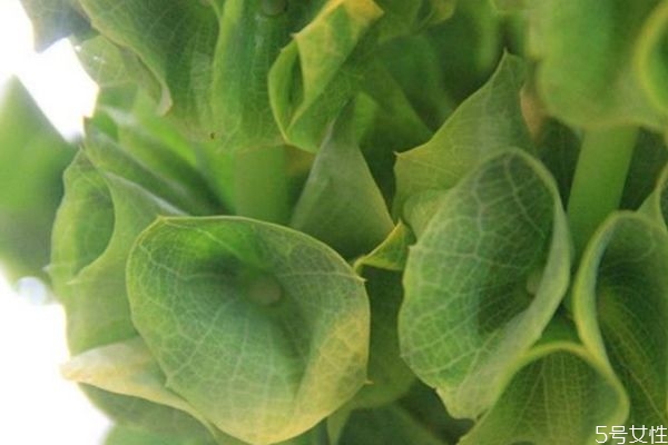 貝殼花的花語是什么呢 貝殼花的種植要注意什么呢 貝殼花的花語是什么呢 貝殼花的種植要注意什么呢