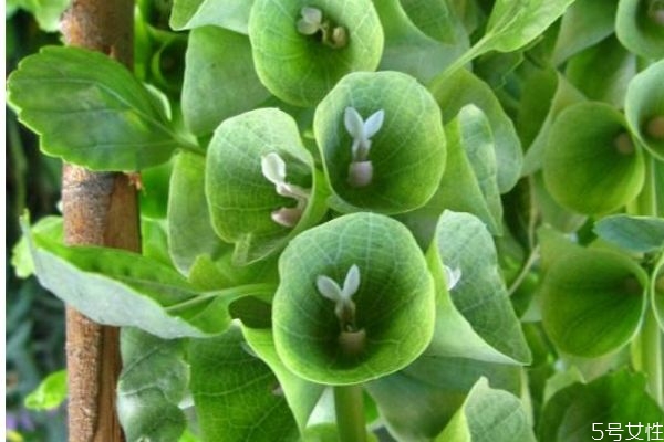 貝殼花的花語是什么呢 貝殼花的種植要注意什么呢 貝殼花的花語是什么呢 貝殼花的種植要注意什么呢