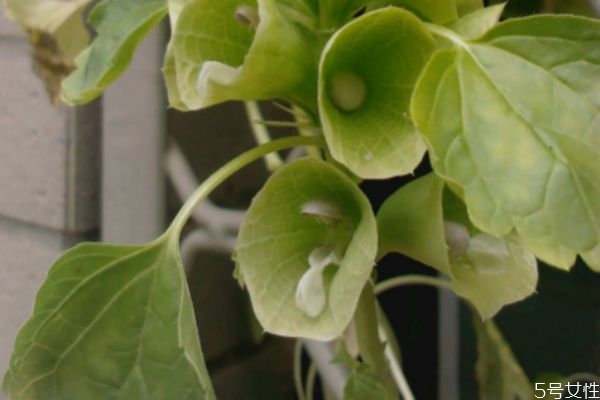 貝殼花的花語是什么呢 貝殼花的種植要注意什么呢 貝殼花的花語是什么呢 貝殼花的種植要注意什么呢