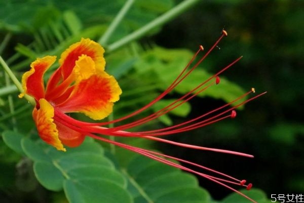 金鳳花的花語(yǔ)是什么呢 金鳳花種植有什么注意的呢 金鳳花的花語(yǔ)是什么呢 金鳳花種植有什么注意的呢