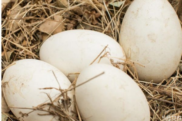 懷孕能吃鵝蛋嗎 懷孕吃鵝蛋會怎么樣呢 懷孕能吃鵝蛋嗎 懷孕吃鵝蛋會怎么樣呢