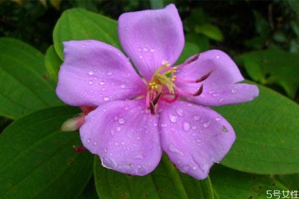 野牡丹是一種什么植物呢 野牡丹有什么作用呢 野牡丹是一種什么植物呢 野牡丹有什么作用呢