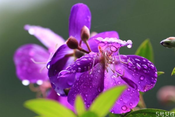 野牡丹是一種什么植物呢 野牡丹有什么作用呢 野牡丹是一種什么植物呢 野牡丹有什么作用呢