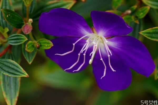 野牡丹是一種什么植物呢 野牡丹有什么作用呢 野牡丹是一種什么植物呢 野牡丹有什么作用呢