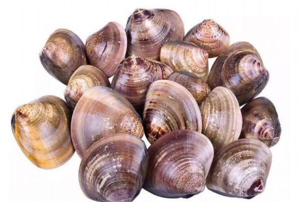 花蛤有什么營養(yǎng)價值呢 吃花蛤有什么好處呢 花蛤有什么營養(yǎng)價值呢 吃花蛤有什么好處呢