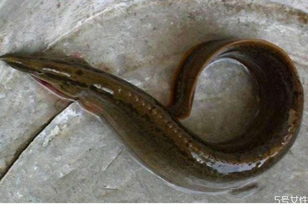 蛇鰻可以吃嗎 蛇鰻有什么營養(yǎng)價值呢 蛇鰻可以吃嗎 蛇鰻有什么營養(yǎng)價值呢