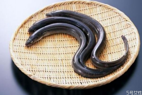 蛇鰻可以吃嗎 蛇鰻有什么營養(yǎng)價值呢 蛇鰻可以吃嗎 蛇鰻有什么營養(yǎng)價值呢