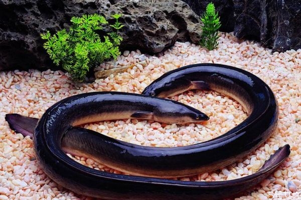 蛇鰻可以吃嗎 蛇鰻有什么營養(yǎng)價值呢 蛇鰻可以吃嗎 蛇鰻有什么營養(yǎng)價值呢