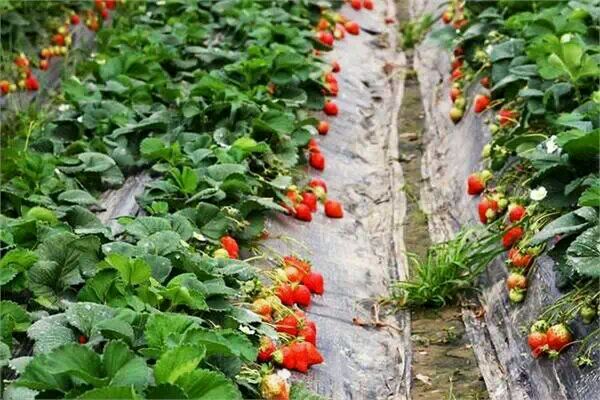 草莓什么時候種植比較好 草莓的成熟周期多少天 草莓什么時候種植比較好 草莓的成熟周期多少天