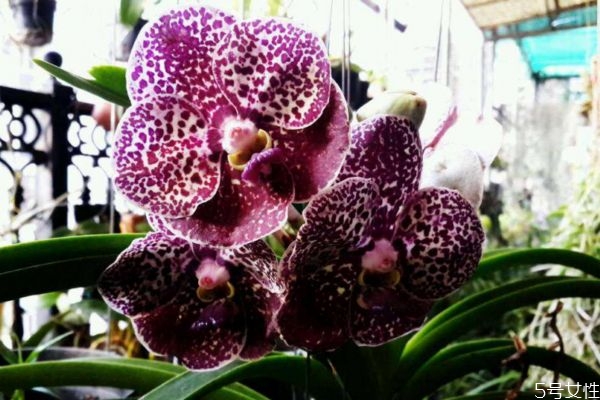 萬代蘭的花語是什么呢 萬代蘭的花期在什么時(shí)候呢