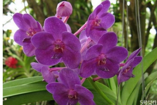 萬代蘭的花語是什么呢 萬代蘭的花期在什么時(shí)候呢