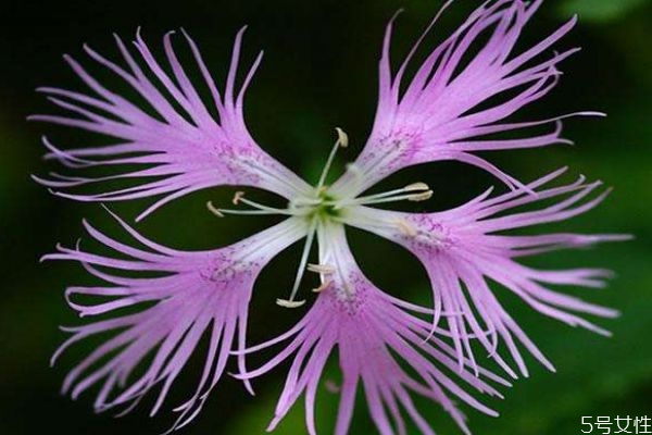 瞿麥是一種什么植物呢 瞿麥有什么作用呢