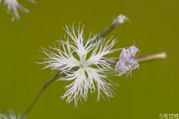 瞿麥是一種什么植物呢 瞿麥有什么作用呢