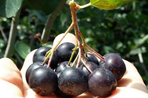 什么野櫻莓呢 野櫻莓有什么營(yíng)養(yǎng)價(jià)值呢 什么野櫻莓呢 野櫻莓有什么營(yíng)養(yǎng)價(jià)值呢