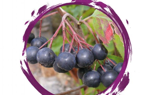 什么野櫻莓呢 野櫻莓有什么營(yíng)養(yǎng)價(jià)值呢 什么野櫻莓呢 野櫻莓有什么營(yíng)養(yǎng)價(jià)值呢