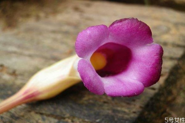 東野菰是一種什么植物呢 東野菰有什么作用呢 東野菰是一種什么植物呢 東野菰有什么作用呢