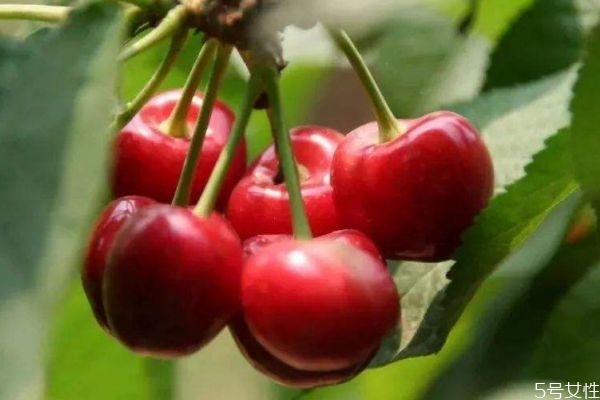 車?yán)遄映墒焓菐自路菽?車?yán)遄由L(zhǎng)環(huán)境是怎么樣的呢 車?yán)遄映墒焓菐自路菽?車?yán)遄由L(zhǎng)環(huán)境是怎么樣的呢