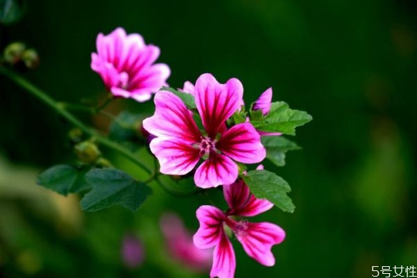 錦葵是一種什么植物呢 錦葵有什么作用呢