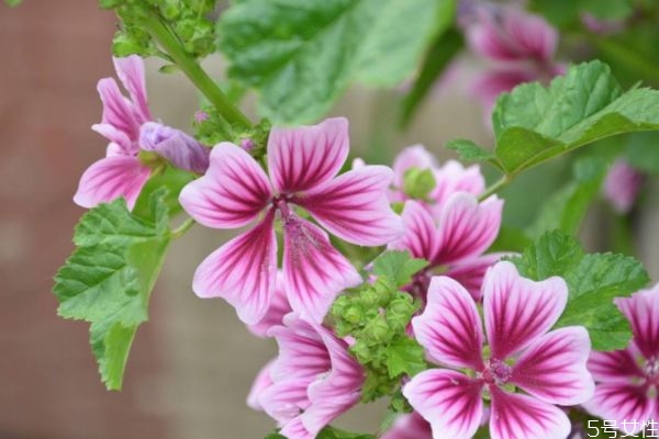 錦葵的花語是什么呢 錦葵的種植要注意什么呢 錦葵的花語是什么呢 錦葵的種植要注意什么呢