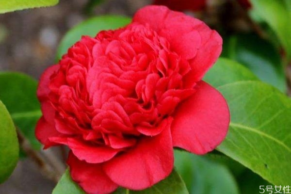 滇山茶是一種什么植物呢 滇山茶有什么作用呢 滇山茶是一種什么植物呢 滇山茶有什么作用呢