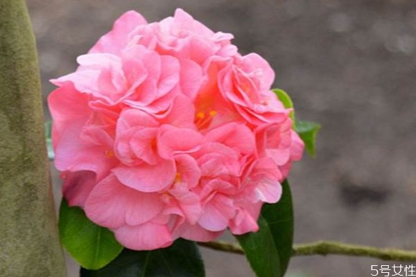 滇山茶是一種什么植物呢 滇山茶有什么作用呢 滇山茶是一種什么植物呢 滇山茶有什么作用呢