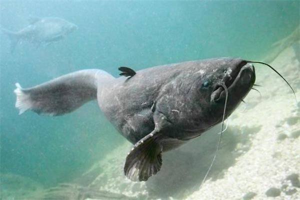 鯰魚什么人不能吃 鯰魚哪些地方不能吃 鯰魚什么人不能吃 鯰魚哪些地方不能吃