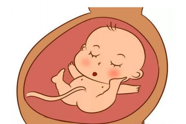 多大會(huì)有胎動(dòng)呢 胎動(dòng)的頻率應(yīng)該是怎么樣的呢 多大會(huì)有胎動(dòng)呢 胎動(dòng)的頻率應(yīng)該是怎么樣的呢